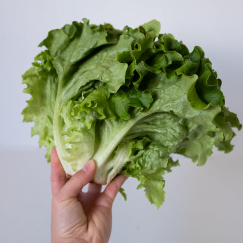 Lettuce, Green Leaf, 1 ct