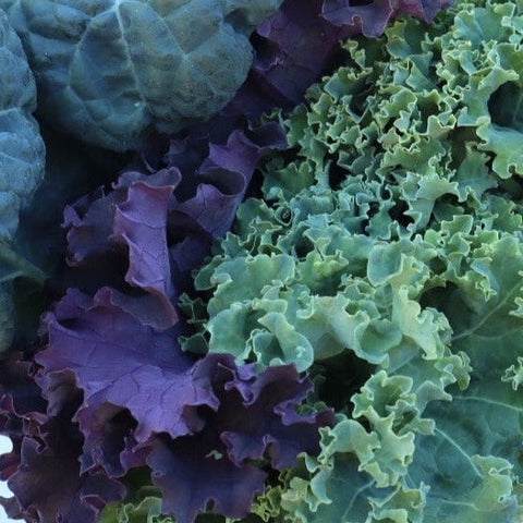 Kale, Organic, 5lbs, Rainbow Mix, Tatlo Road Farm