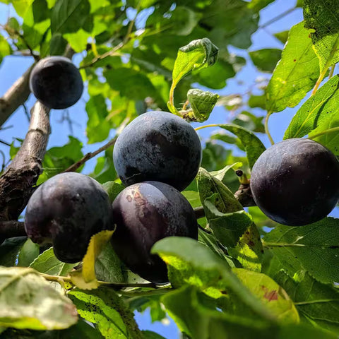 Plums, Black Amber, 2.5 lb