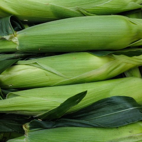 Corn, Signature Variety, 6ct, Krause Berry Farm