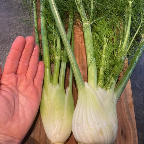 Fennel, 1 head, Approx 0.5lb, Green Fire Farm