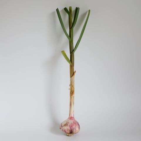 Garlic, Fresh, 1 bulb, Stalks on, Organic, Tatlo Road Farm