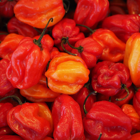 Close-up of a pile of red and orange habanero peppers