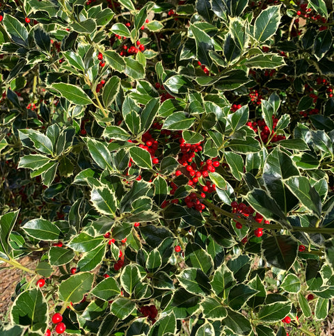 Season's Eatings Start Here!