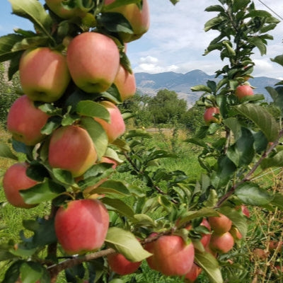 Apples, Honeycrisp, 5lb, Organic
