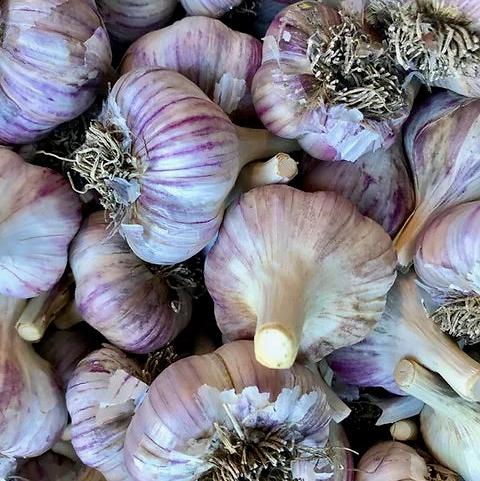 Garlic, Red Russian, 1lb, Heartbeet Farm