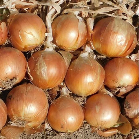 Onions, Yellow, 2lb, Heartbeet Farm