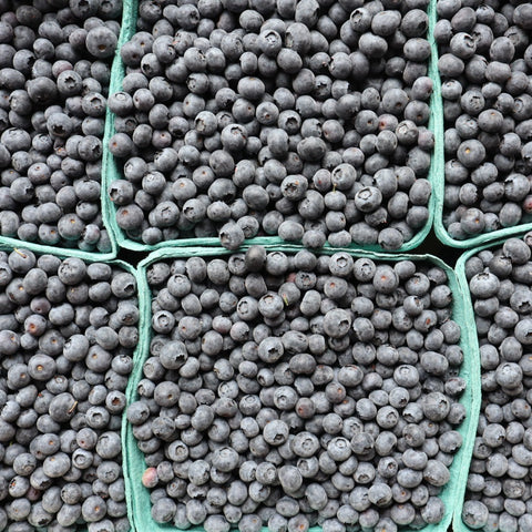 Blueberries, Duke Variety, *Full Case*, 10lb, Krause Berry Farm