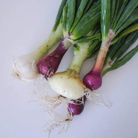 Onions,White Mix, 2 lbs, Shelter Farm