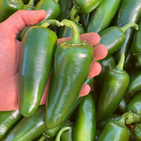 Peppers, Jalapeno, Organic, 0.5lb, Tatlo Road Farm