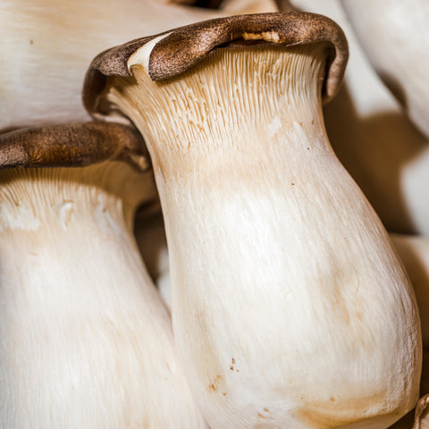 Mushrooms, King Oyster, 1lb, Ponderosa Mushrooms