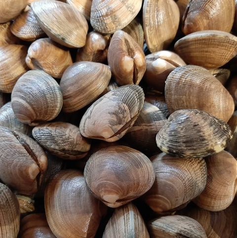 manilla clams