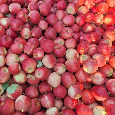 Apples, Gala, 5lb, Organic, Wild At Heart Orchard