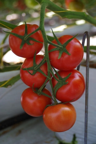 Tomatoes, Red on the Vine, 1.5lb, Glanford Greenhouses