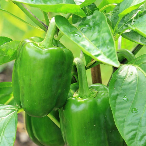 Green Peppers