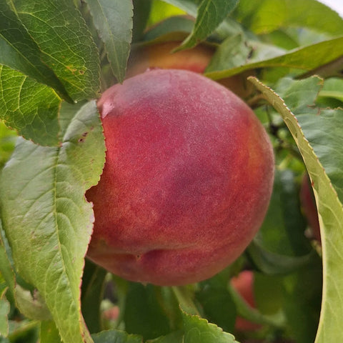 Peaches, Organic, #2's, Wild At Heart Orchard