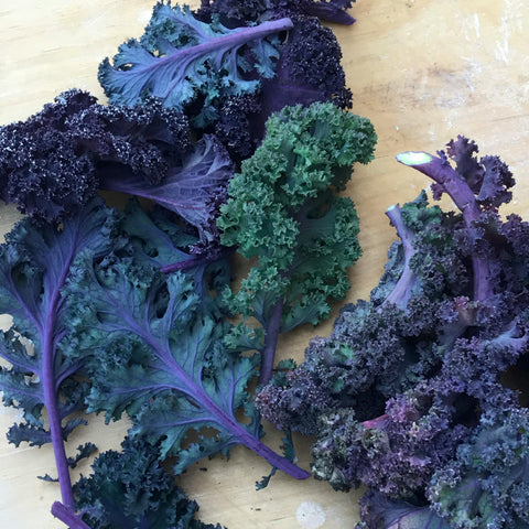 Kale, Red Russian, 0.5lb, Bagged, Shelter Farm