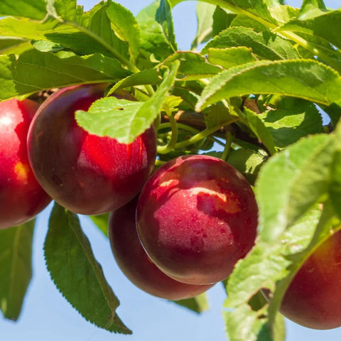 Plums, Red Heart, 2lb, Klatt Farms