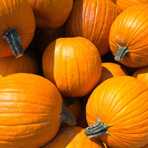 Pumpkin, Jack O Lantern, Approx  8-10lbs, Michell's Farm
