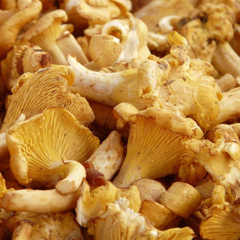 Chanterelles