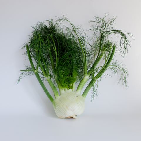 Fennel, 1ct, Michell's Farm