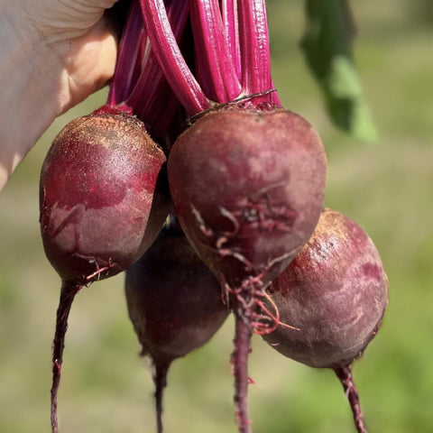 Beets, Tops On, 1 bunch, Organic, Longview Farm