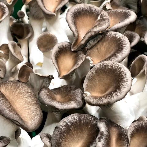 Mushrooms, Velvet Oyster,Organic,1lb, Ponderosa Mushrooms