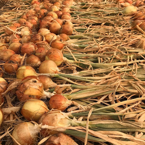 Onions, Sweet Walla Walla, 3lb, Organic, Tatlo Road Farm