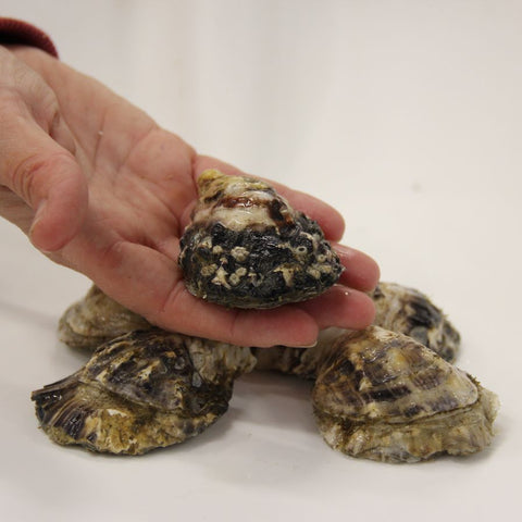 oysters in hand